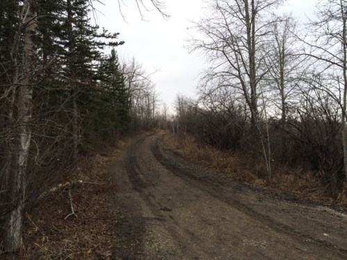 priddis-trail-2015